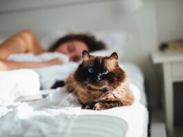Почему лучше не спать с домашними питомцами