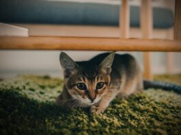 Как часто мочится котенок?