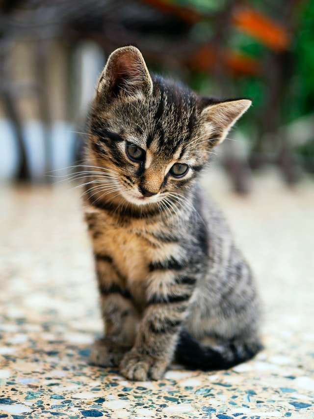 Как часто писает котенок? Как часто писает котенок?