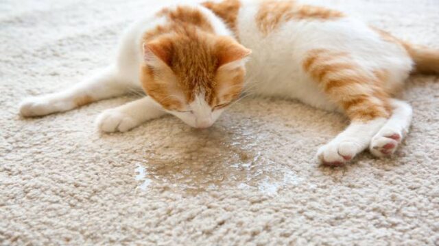 Как часто писает котенок? Как часто мочится котенок