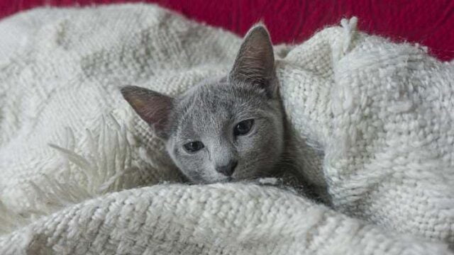 Почему кошка облизывает одеяла? Удивительные причины