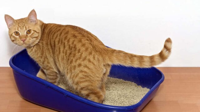 Сколько раз в день какает кошка?