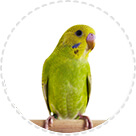 Лежанки та Пледи