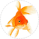 Миски та Поїлки