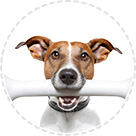 Шлейки та Поводки