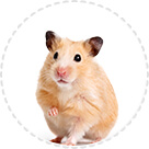 Гігієна та Догляд