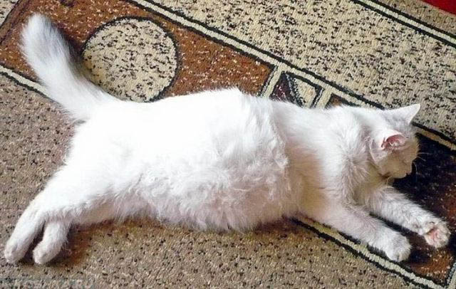 Асцит - если у кота большой живот Асцит - если у кота большой живот