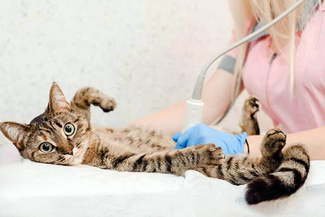 Если у кота большой живот, возможно у него вздутие Если у кота большой живот, возможно у него вздутие