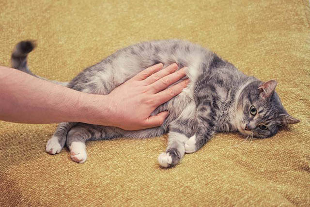 Если у кота большой живот, возможно у него запор Если у кота большой живот, возможно у него запор