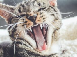 Если у кота гниют зубы чем лечить
