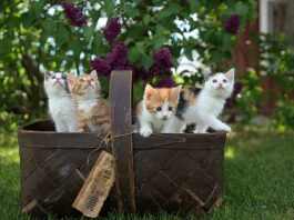 как выбрать котенка