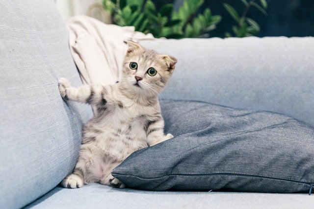 Кошка в доме: как выбрать котенка? Кошка в доме - как выбрать котенка?