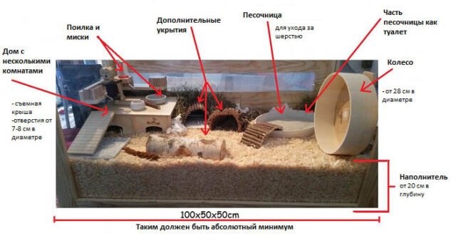 Сирийский хомячок - рекомендованный размер витрины Сирийский хомячок - рекомендованный размер витрины