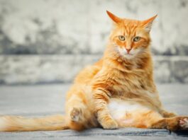У кота большой живот – есть ли повод для беспокойства?